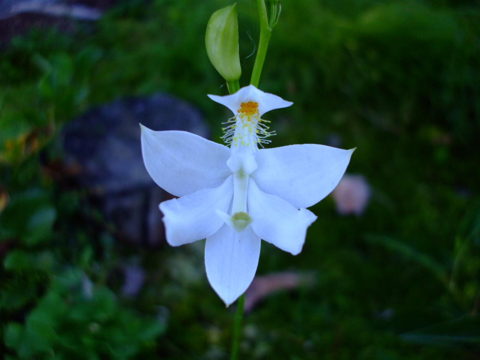 Calopogon tuberosus albus
